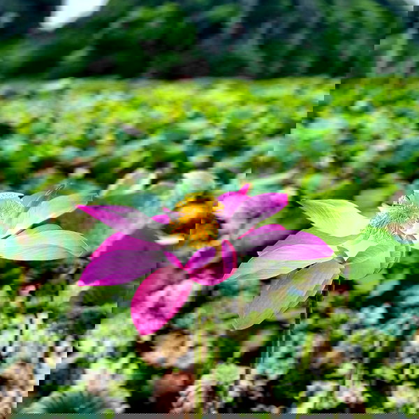 liad.arazi image ~ Altpins