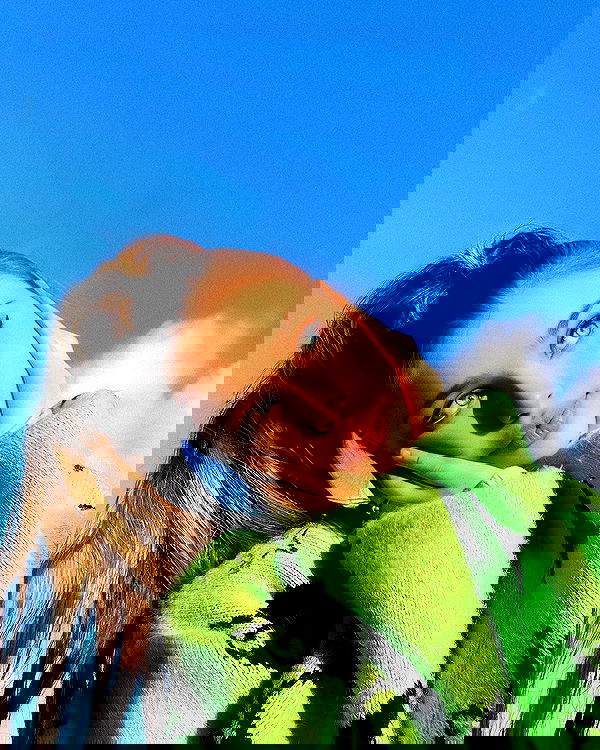 liashaked liashaked archive image