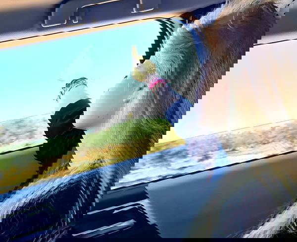 liashaked liashaked archive image