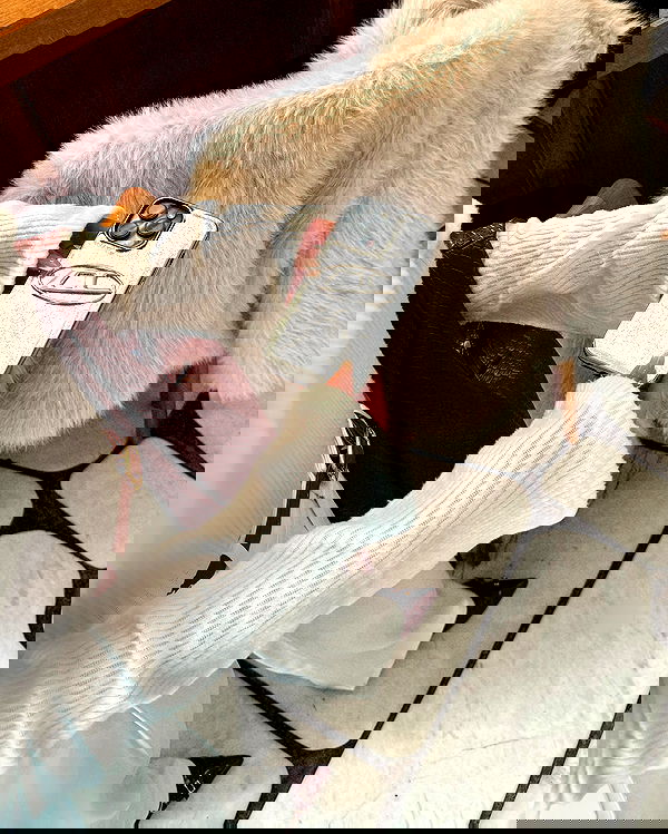 lielmazor_ image ~ Altpins