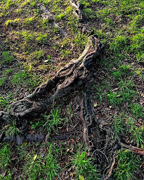 liiuuar liiuuar archive image