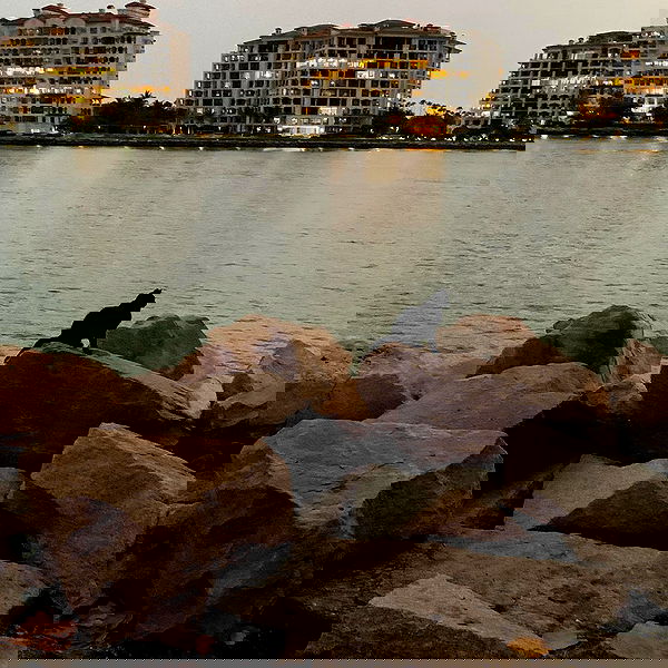 lilarosepalaza lilarosepalaza archive image