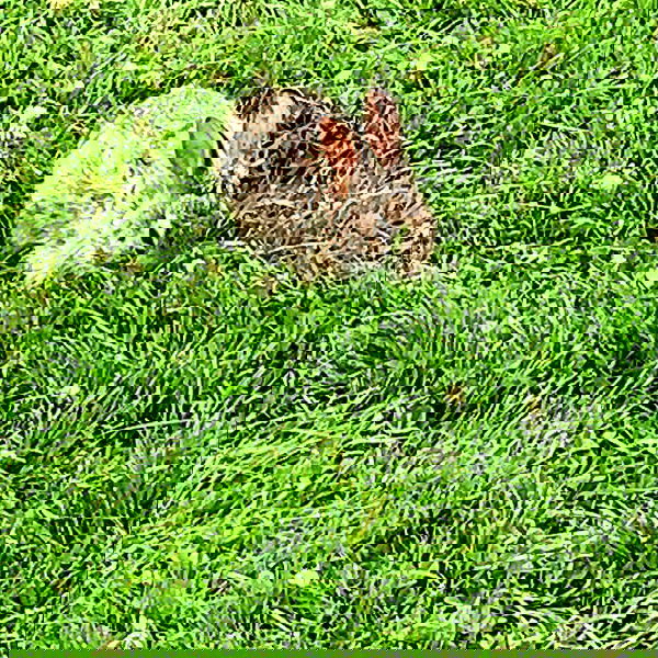 lilarosepalaza lilarosepalaza archive image