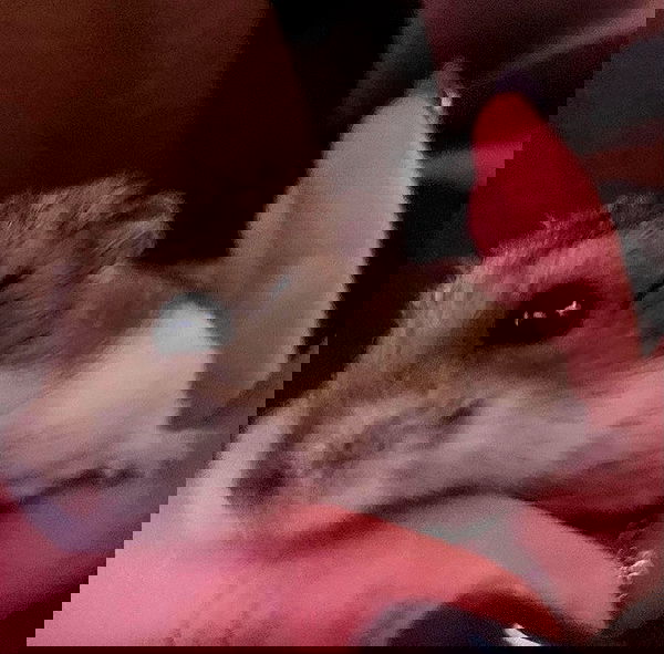 lilarosepalaza lilarosepalaza archive image