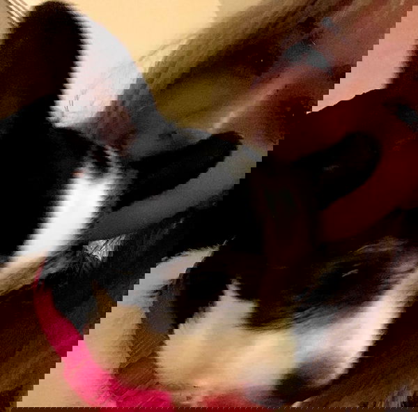 lilarosepalaza lilarosepalaza archive image