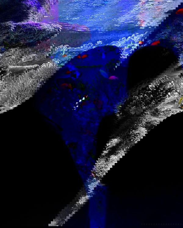 lilarosepalaza lilarosepalaza archive image