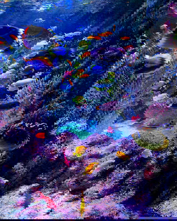 lilarosepalaza lilarosepalaza archive image