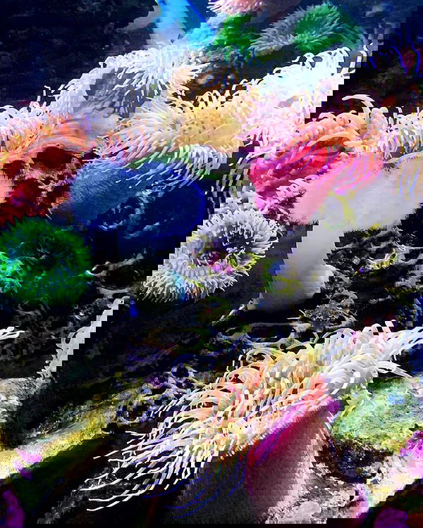 lilarosepalaza lilarosepalaza archive image