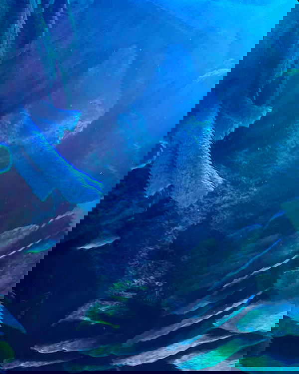 lilarosepalaza lilarosepalaza archive image