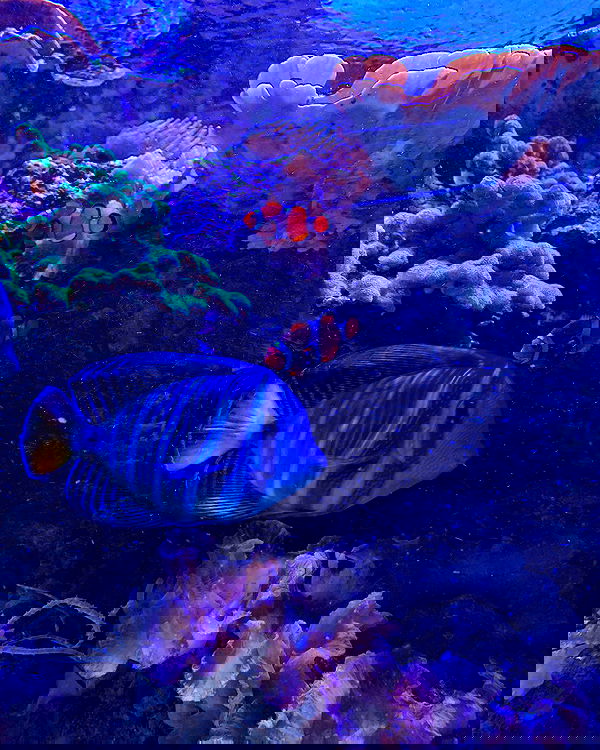 lilarosepalaza lilarosepalaza archive image