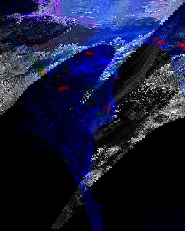 lilarosepalaza lilarosepalaza archive image