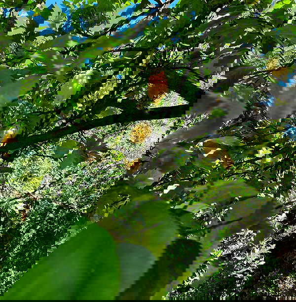 lilarosepalaza lilarosepalaza archive image