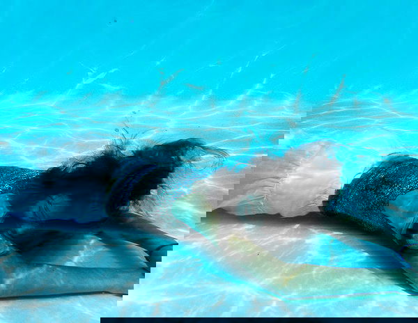 lilarosepalaza lilarosepalaza archive image