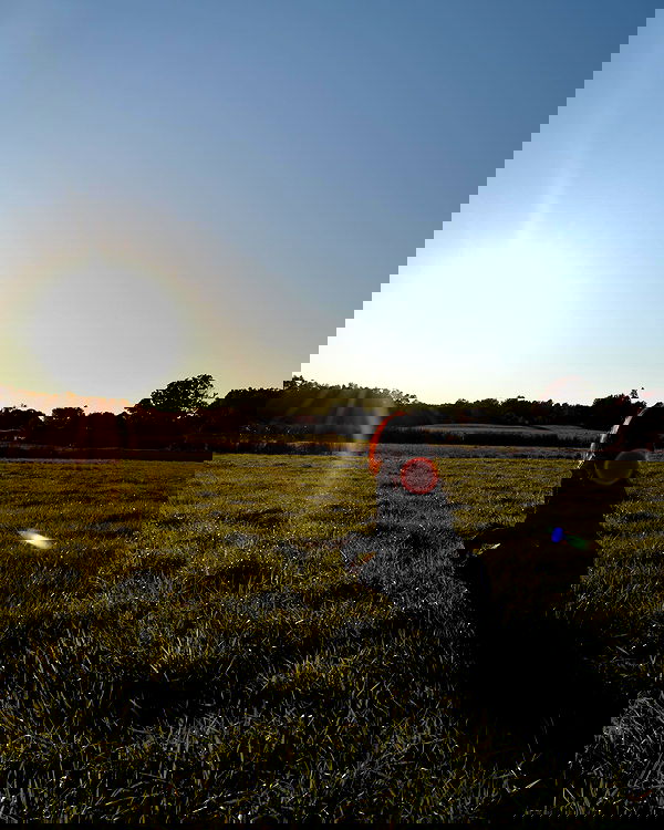 lilarosepalaza lilarosepalaza archive image