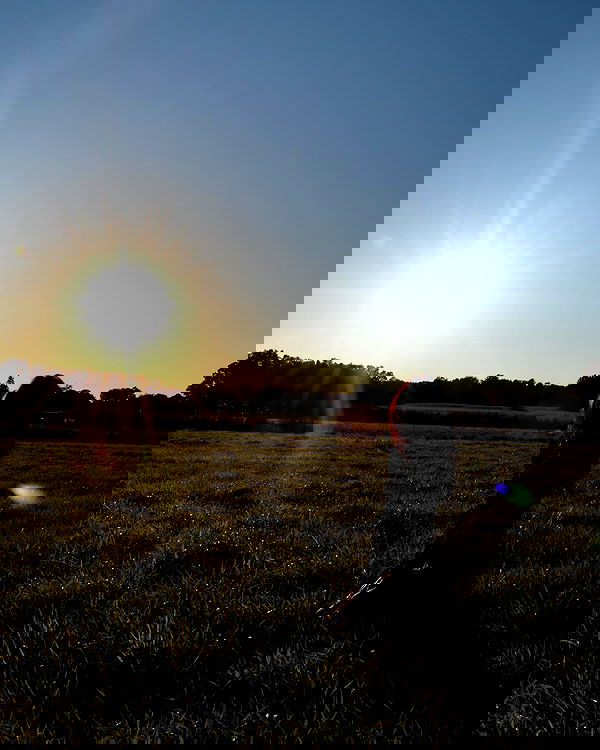 lilarosepalaza lilarosepalaza archive image