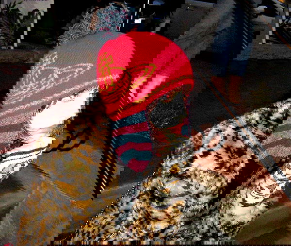 lilarosepalaza lilarosepalaza archive image