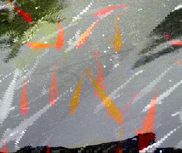 lilarosepalaza lilarosepalaza archive image