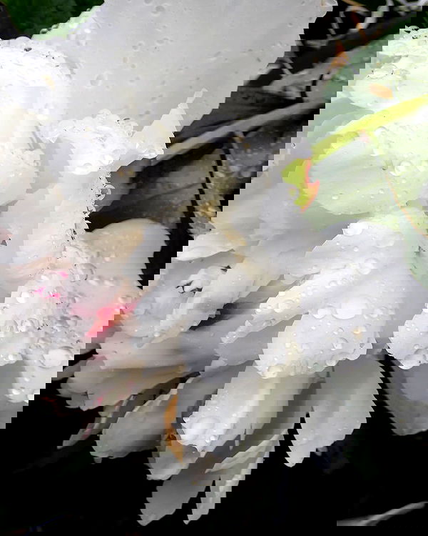 lilarosepalaza lilarosepalaza archive image