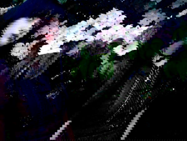 lilarosepalaza lilarosepalaza archive image