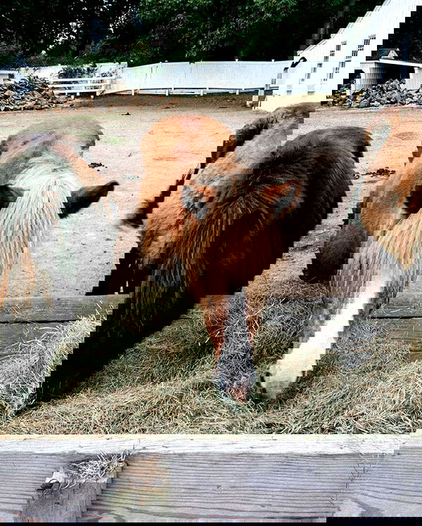 lilarosepalaza lilarosepalaza archive image