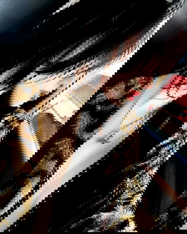 lilarosepalaza lilarosepalaza archive image