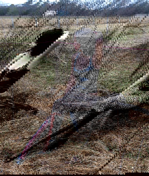 lilarosepalaza lilarosepalaza archive image