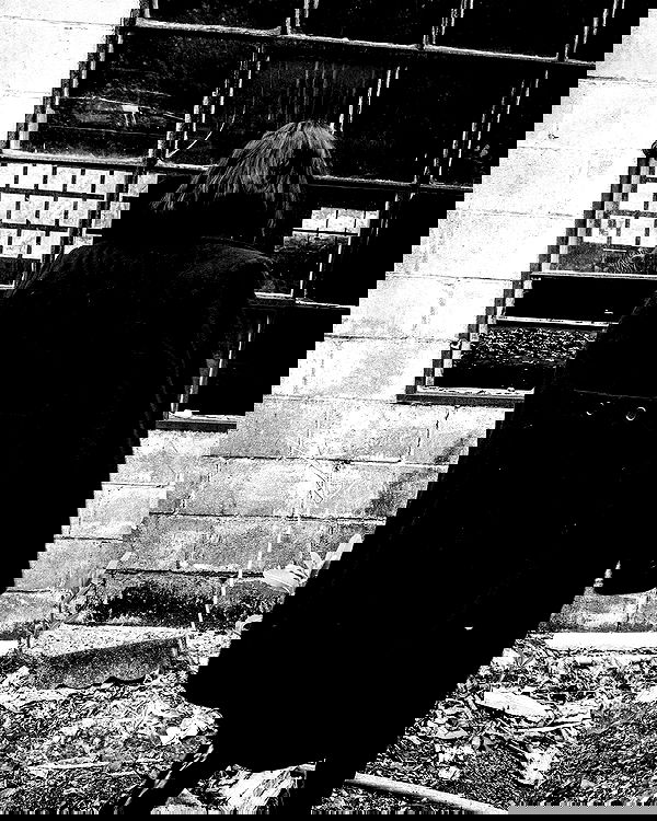 lilarosepalaza lilarosepalaza archive image