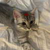 lilicapie Altpins Profile Picture