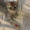 lilicapie Altpins Profile Picture