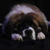 lilmochidoll Altpins Profile Picture