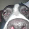 lilmochidoll Altpins Profile Picture