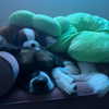lilmochidoll Altpins Profile Picture