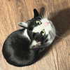 lilmochidoll Altpins Profile Picture