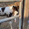 limonnnie Altpins Profile Picture