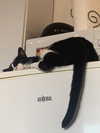 limonnnie Altpins Profile Picture
