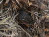 littlechurchdoll Altpins Profile Picture