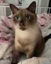 littlechurchdoll Altpins Profile Picture