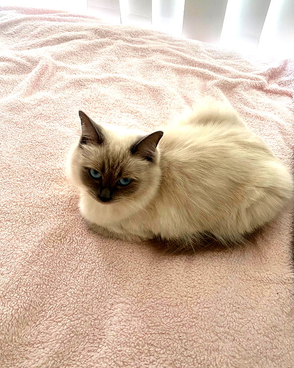 littlechurchdoll instagram image archive image