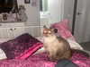 littlechurchdoll Altpins Profile Picture