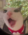 littlemiauwu Altpins Profile Picture