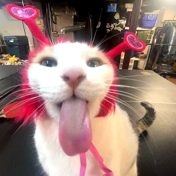 littlemiauwu instagram image archive image