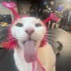 littlemiauwu Altpins Profile Picture
