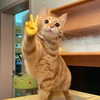littlemiauwu Altpins Profile Picture