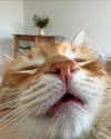 littlemiauwu Altpins Profile Picture