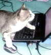 livindeadyaz Altpins Profile Picture