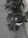 livindeadyaz Altpins Profile Picture