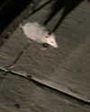 ll3nh3ntai Altpins Profile Picture