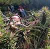 ll3nh3ntai Altpins Profile Picture