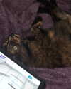 ll3nh3ntai Altpins Profile Picture