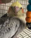 ll3nh3ntai Altpins Profile Picture